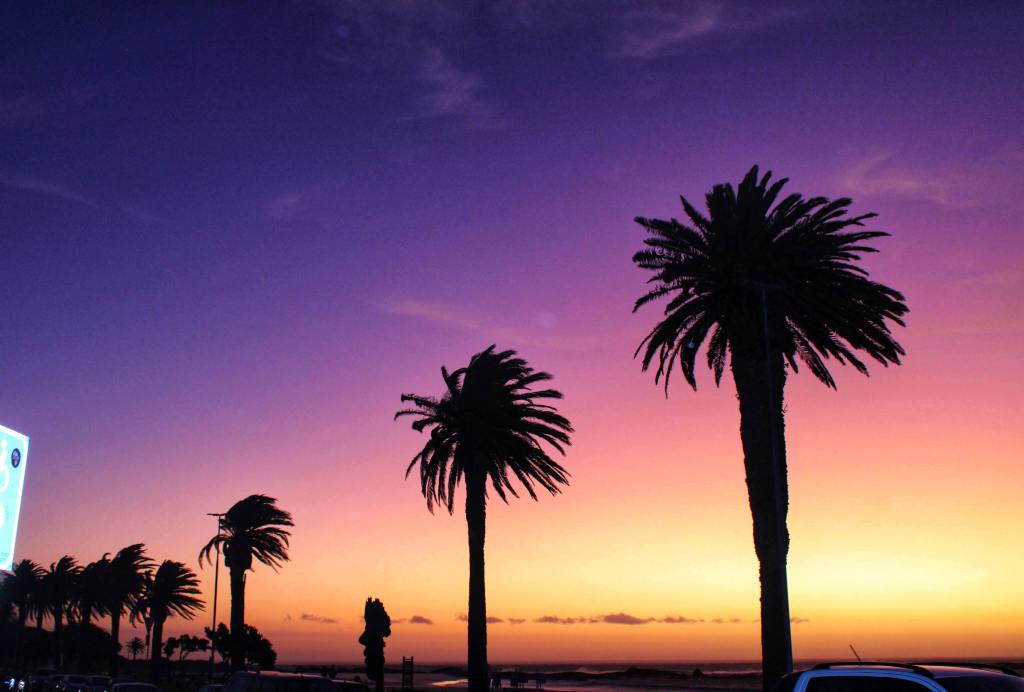 Colorful sunset with palm trees and beach coastline
